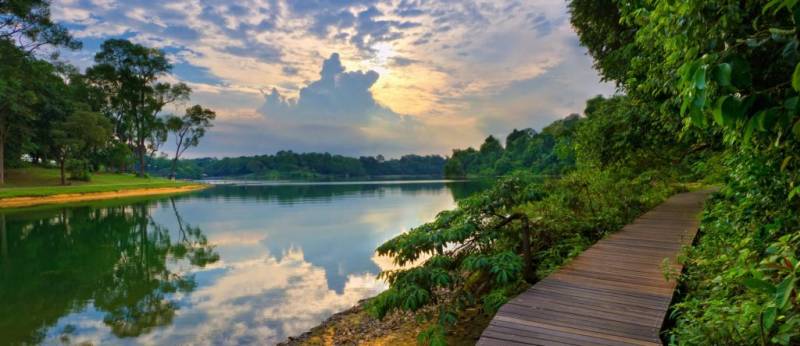 新加坡“麥裏芝蓄水池 MacRitchie Reservoir”深度遊！自然仙境、徒步指南、周邊活動逐個看