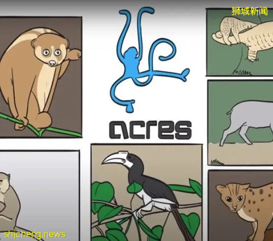 新加坡多处惊现大蟒蛇,有的睡觉,有的吃小猫,有的被吃