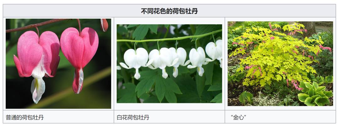 快看!新加坡到处都开花了,一大波美图刷屏