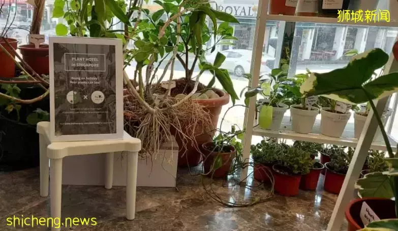 新加坡诞生首家“植物旅馆”？网友兴叹：赚钱的花样实在是太多啦
