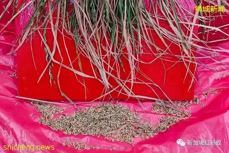 全球气温上升或影响食品进口 新加坡研发出耐旱“国产米”和快熟面