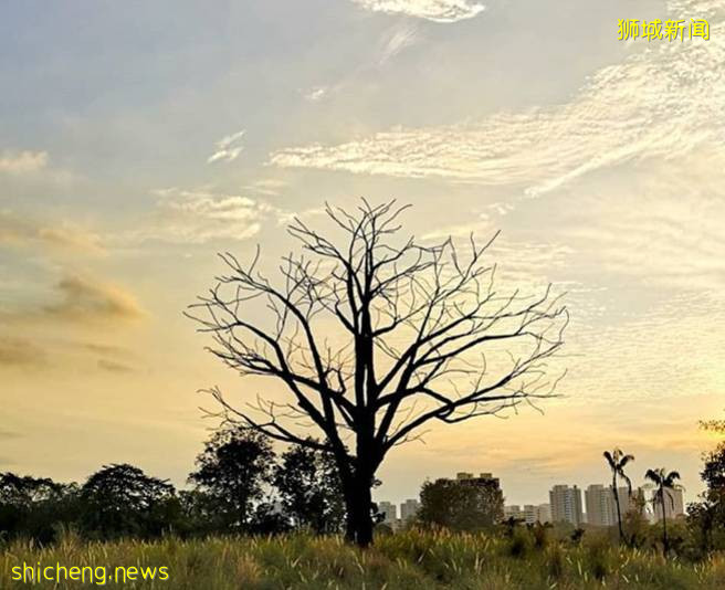 最適合帶孩子去的—新加坡裕廊湖畔花園