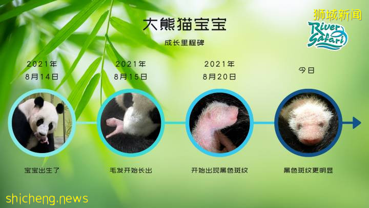 快來看大熊貓啦,即日起公衆可在線上觀看大熊貓