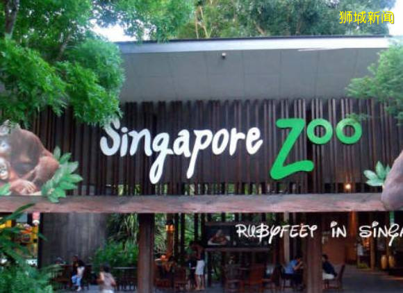 带好口罩带上家人赶紧来逛逛吧！新加坡野生动物保育集团旗下四园区开放