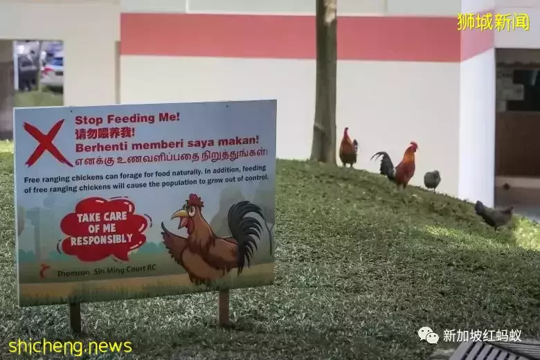 新加坡特色!野鸡有“鸡权”,遭居民投诉鸡啼扰民必须成立工作小组解决问题