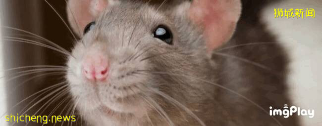 新加坡驚現人臉貓頭鷹！這些恐怖小動物，你碰到過嗎