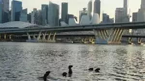 新加坡人深夜排队，翻新一年多的网红景点又开了