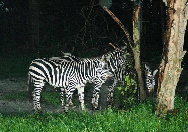 春暖花開時，遊玩新加坡