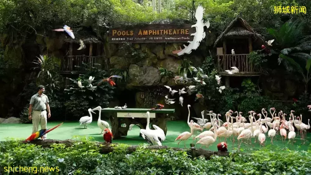 裕廊飞禽公园火烈鸟Staycation,现已开放预订!2天1夜活动超精彩,近距离与小动物互动接触🦩