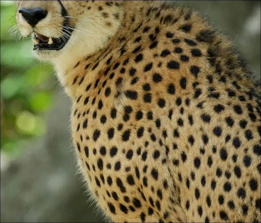 为了火,玩命了!新加坡小伙为拍短视频跳进犀牛圈里