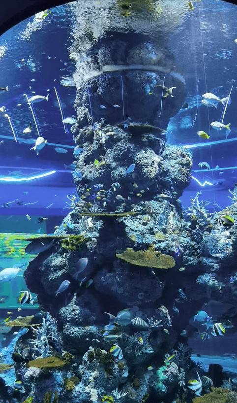 過年必玩!海洋館尋金元寶,環球影城12生肖小黃人激萌拜年