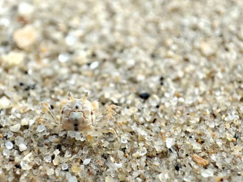 新加坡趕海全攻略!寄居蟹、花蟹、龍蝦、蛤蜊、海星、海參...我挖到寶藏啦