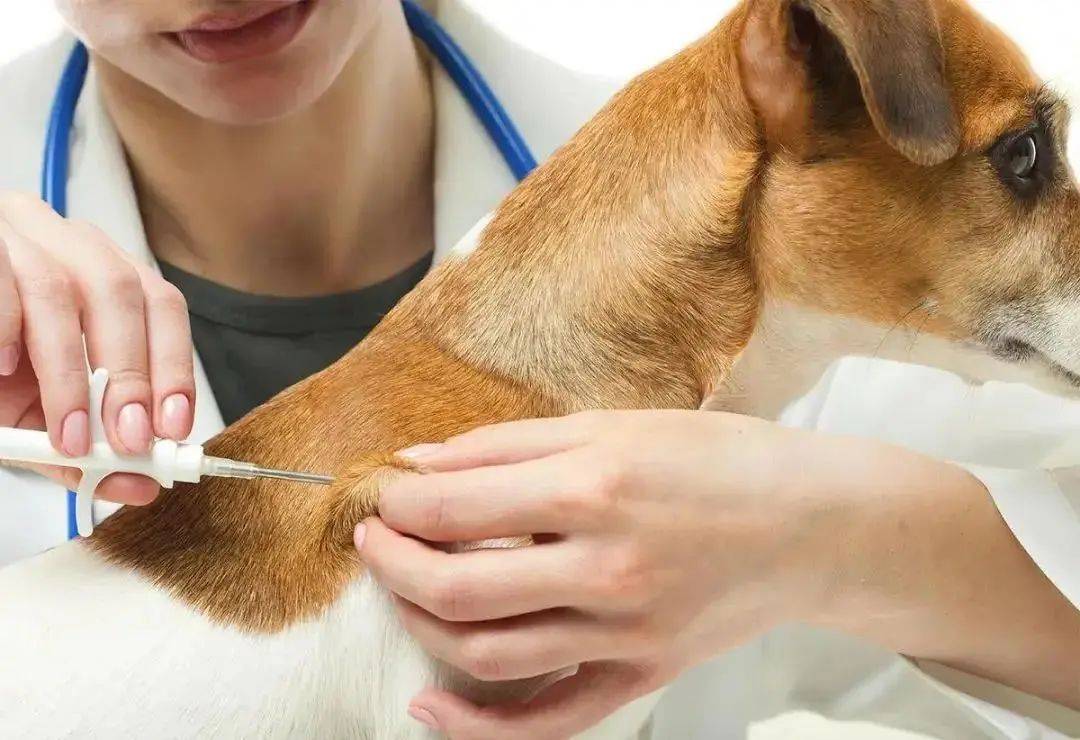 如何從新加坡帶寵物回中國？鏟屎官回國最全攻略！必須收藏