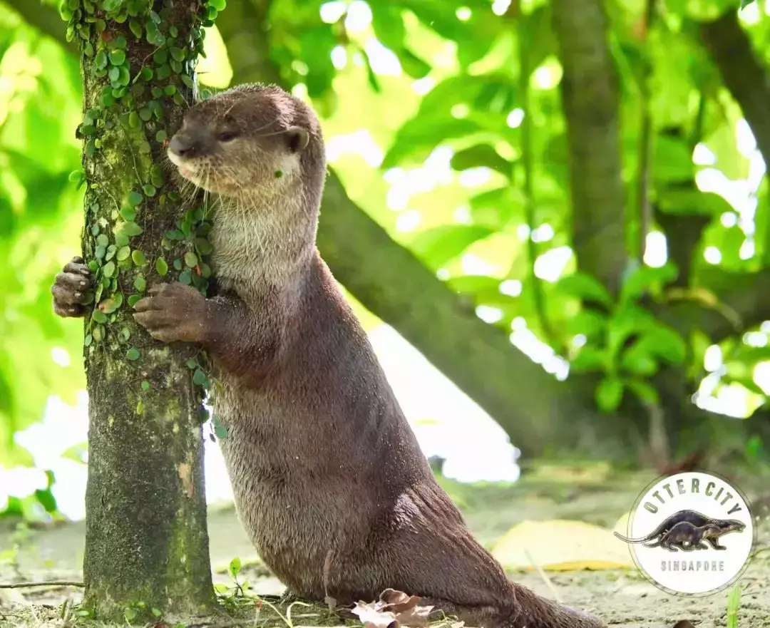 你見過熱戀中的水獺嗎