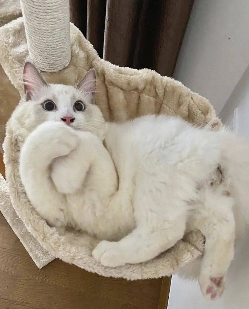 治愈系的它看一眼就愛不釋手！新加坡撸貓撸狗地圖來咯