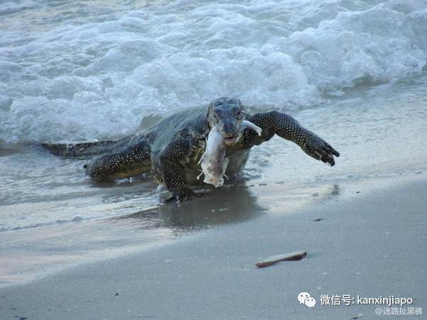 新加坡的巨型蜥蜴先猛後萌,吃飽飽再抱抱