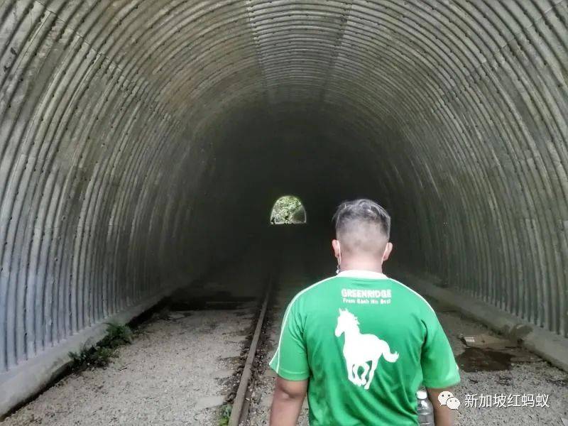 新加坡隐藏版秘境 绝美的金文泰森林