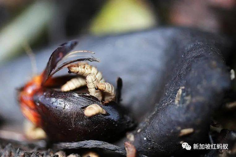 這些小小的蟲子,能改變新加坡的未來