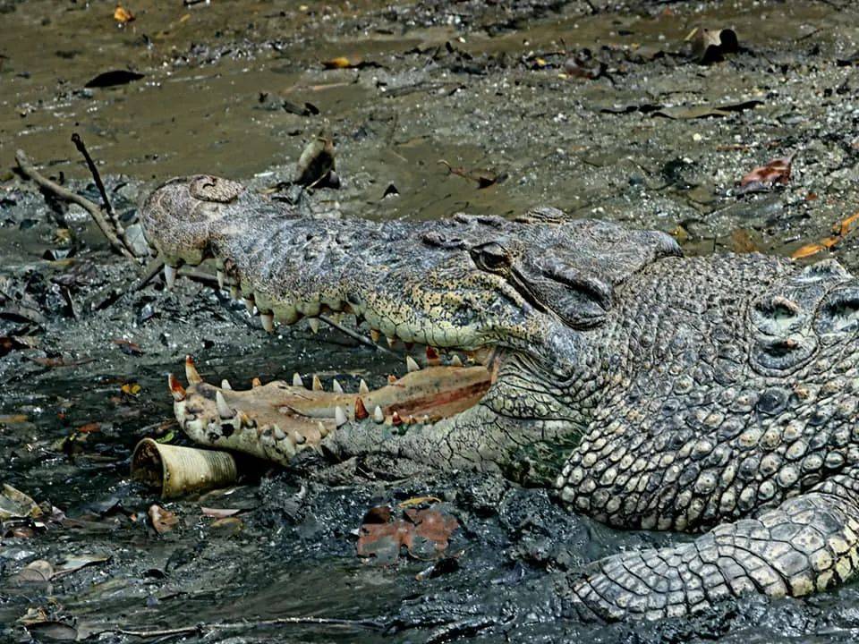 上周末!新加坡鳄鱼生吞大蜥蜴,水獭横穿乌节路