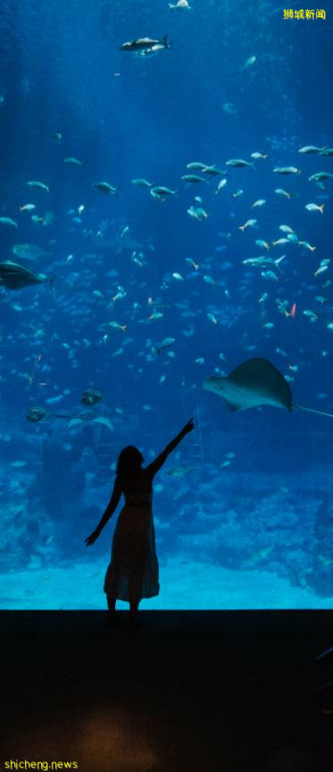 新加坡線上路演展商速遞:一站式度假島新加坡聖淘沙