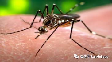 新加坡未来3月将频繁出现极端天气,史上最严重登革热情况或更严峻