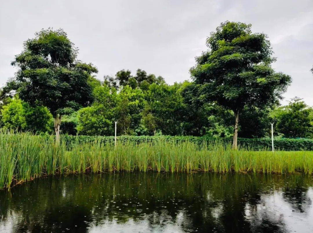 新加坡最美打卡樹集合 一起來看看吧