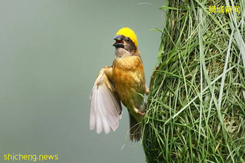 15公裏步道、紅樹林、親子遊…新加坡要建超大自然公園,看看是不是就在你家附近