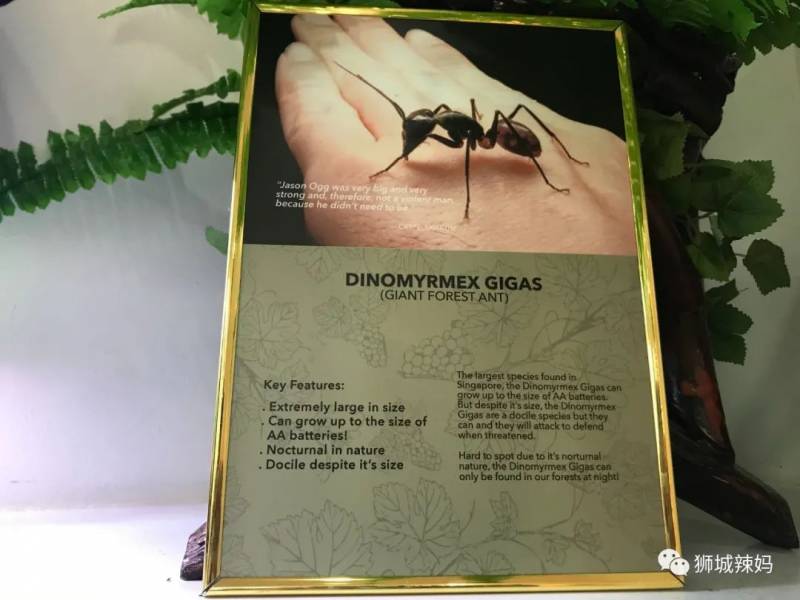 亞洲第一的螞蟻博物館居然在新加坡