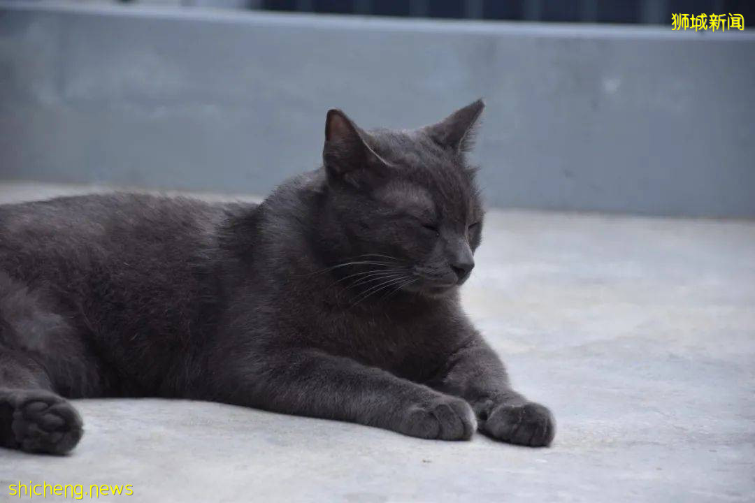 《南洋理工大學撸貓指南》