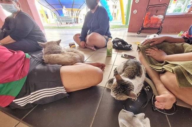 为救爱猫冲火场 主人吸入浓烟送院 