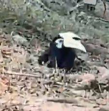 神奇动物 Vlog | NTU 惊现中国二级保护动物