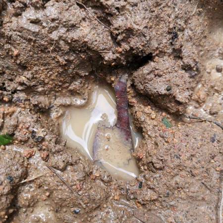 祖坟被野猪撞毁 家属忧破坏“家运”