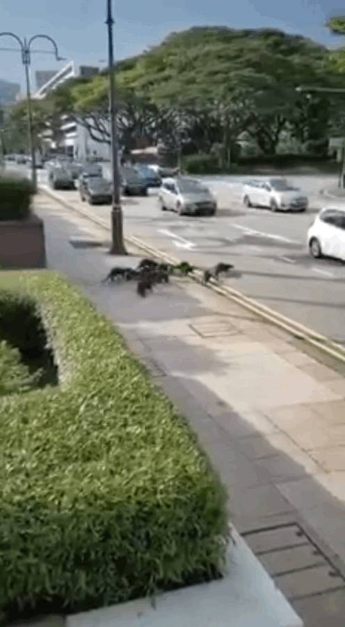 上周末!新加坡鳄鱼生吞大蜥蜴,水獭横穿乌节路