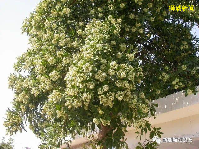 这8个关于新加坡的冷知识 你知道几个