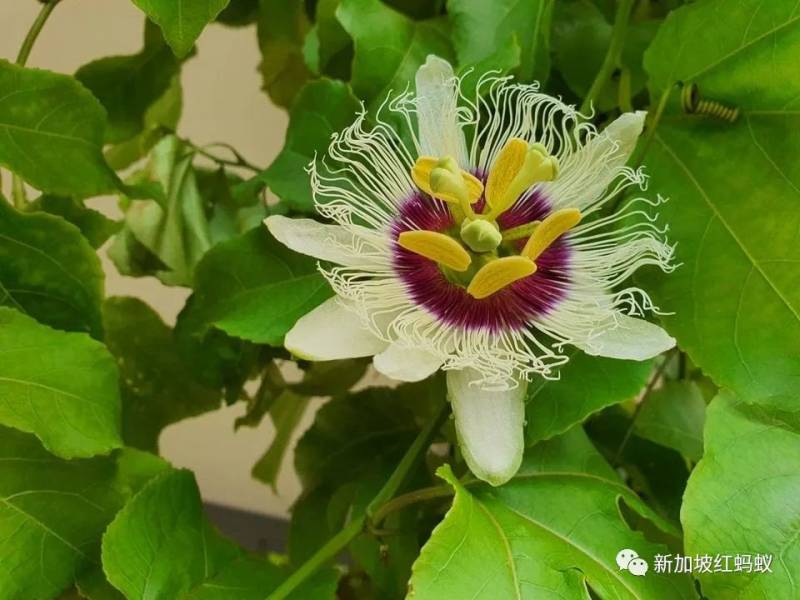 北半球9月刚入秋,新加坡却迎来“第二春”