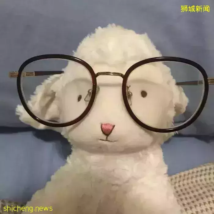 既能补贴学费还能留坡工作,竟有这等好事