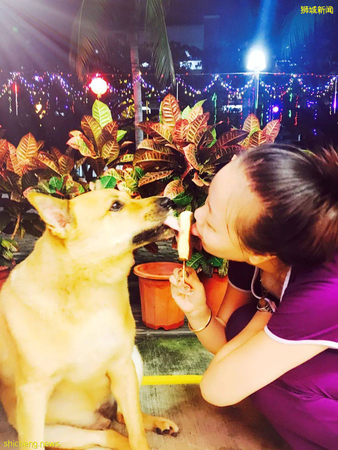 “我最亲爱的四喜走了,带走了我在新加坡16年的青春和回忆...”