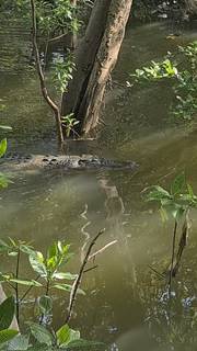 新加坡出现巨型鳄鱼,公众纷纷抢拍