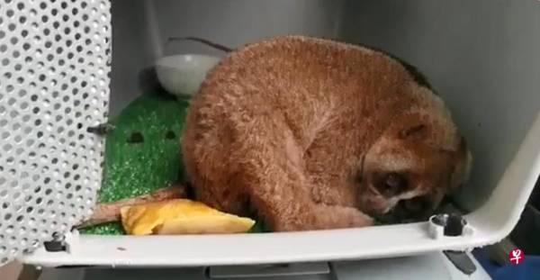 锉平懒猴牙齿 非法当宠物饲养