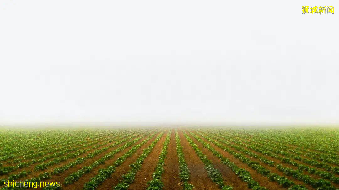 工業園“變身”創新農業園，這個10年戰略藏著新加坡的發展新機遇