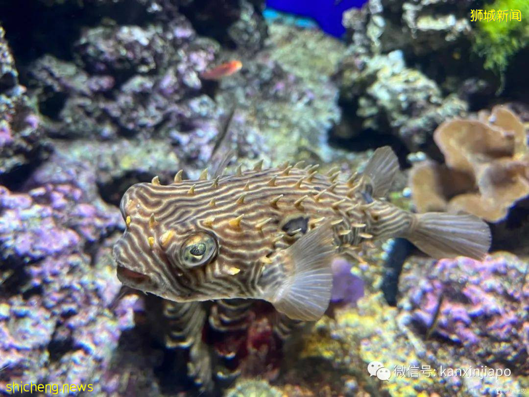 亞洲最大的海洋館,原來在新加坡