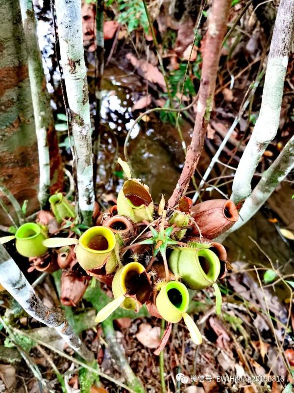 卡迪至山景(丛林探索之旅)