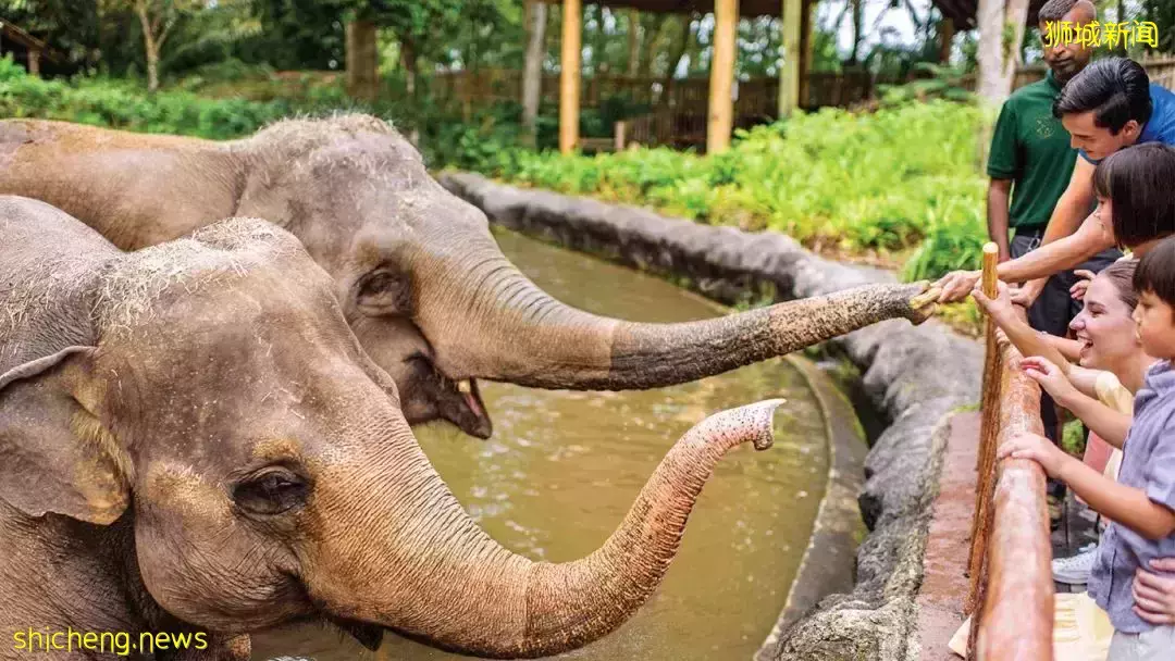 夜宿新加坡动物园!森林小屋用餐、睡圆顶帐篷、动物互动、海牛伴你入眠