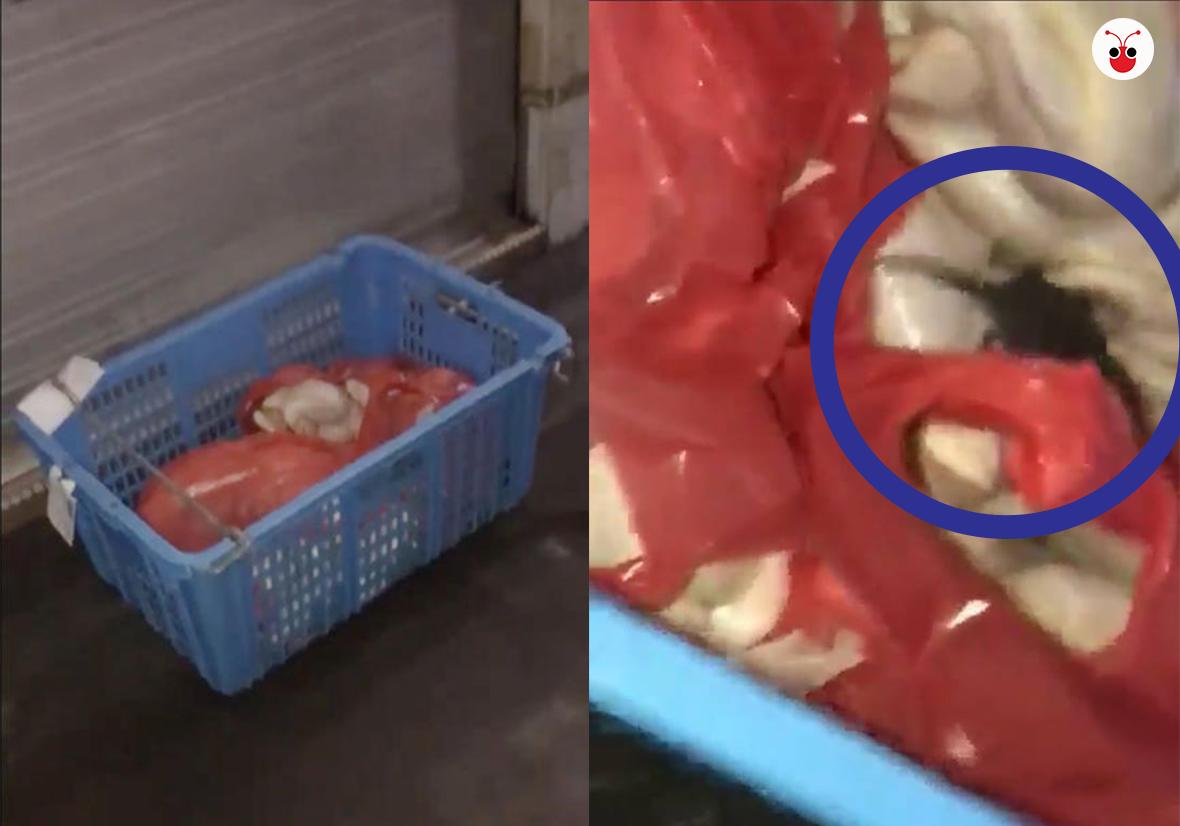 老板还没开档一大篮生鸡搁地上 老鼠捷足先登窜进鸡胸腔内啃食