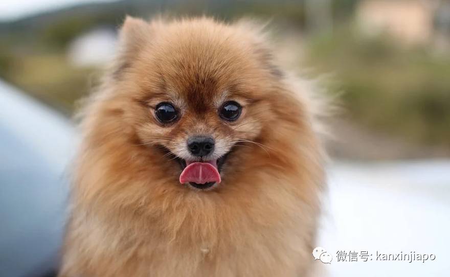 金毛被舉報組屋主人無奈棄養,還有哪些狗狗組屋不能養