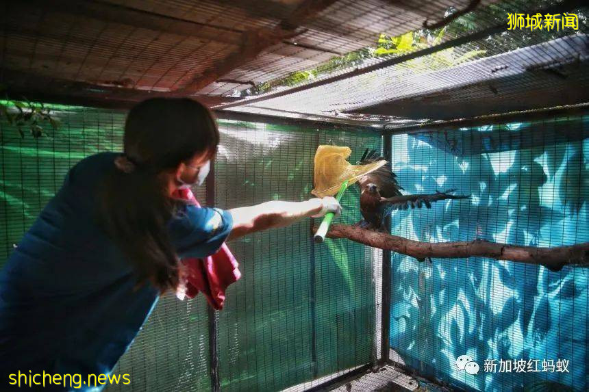 新加坡飛禽公園設有禽類專科醫院　裏面的“病人”最輕5克最重50公斤