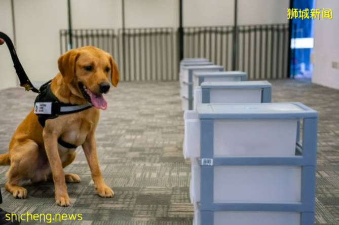 新的 K9 部門借助高科技和探測犬幫助新加坡打擊非法野生動物貿易