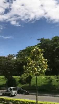 新加坡解封首個周末,22起交通事故!野雞闖入地鐵站!已經忘了怎麽出門!