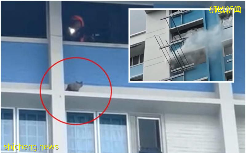屋主不在家储藏室失火  40人急疏散 猫儿跳窗逃