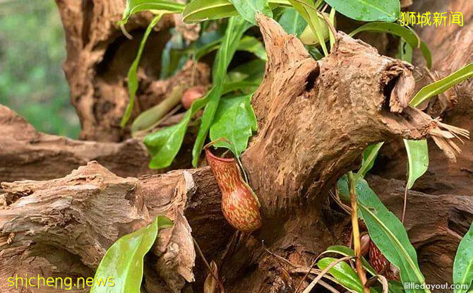 叢林遊樂場、自然博物館、山路徒步……新加坡這個公園翻新後更好玩啦